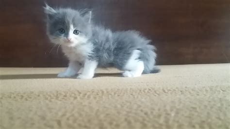 Purrfect Persianss Oreo Grey And White Bicolor Doll