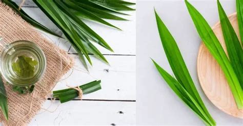 10 Pandan Leaves Benefits That May Surprise You