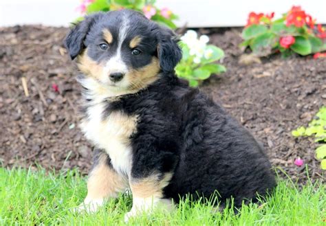 Tandy Bernese Mountain Dog Mix Puppy For Sale Keystone