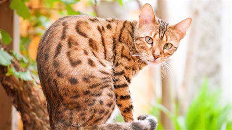 5 Things About Bengal Cats You Didnt Know Bengal Cat Facts