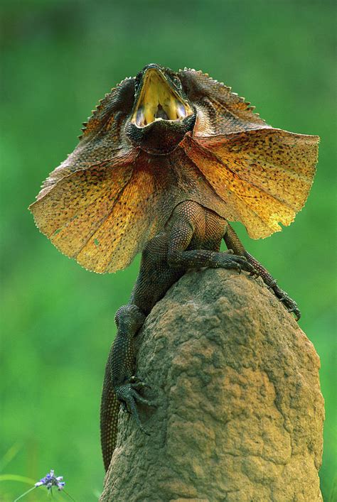 Frilled Lizard Chlamydosaurus Kingii Photograph By Jean Paul Ferrero