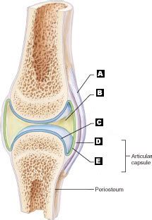 Your tendons are under a lot of tension when you exercise, especially when you do explosive activities like sprinting and jumping. Labeled Simple Knee Joint Diagram - Aflam-Neeeak