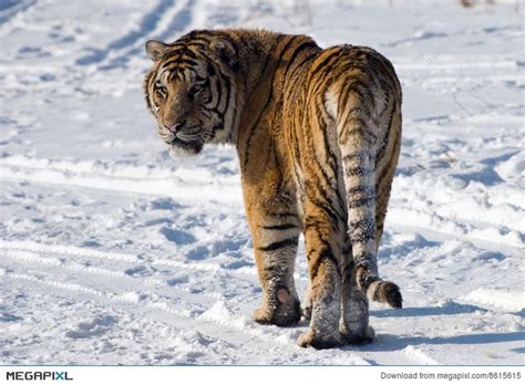 Siberian Tiger Looking Back Siberian Tiger Amur Tiger Tiger