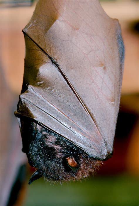 Large Flying Fox Pteropus Vampyrus Starmind Conservation