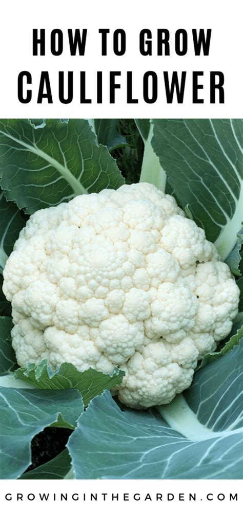 How To Successfully Grow Cauliflower Growing Cauliflower Cauliflower