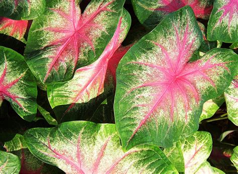 elephant ear plant (variegated pink) | Pics4Learning