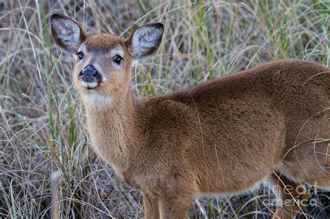 Yearling White Tailed Deer Fort Clinch State Park Florida Photograph By