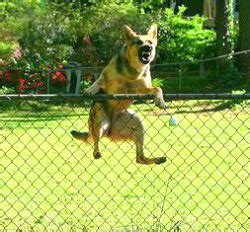 Electric fence dog vary from chew toys to interactive toys all available on. How To Stop Dog From Jumping Fence | The Fence Blog
