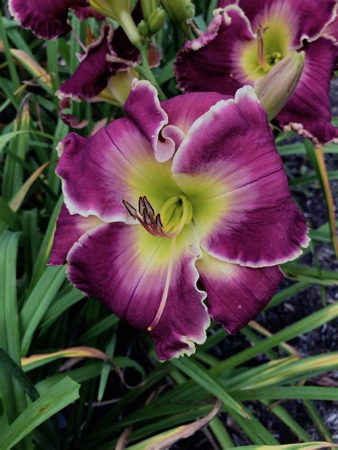 Photo Of The Bloom Of Daylily Hemerocallis The Sound Of Applause