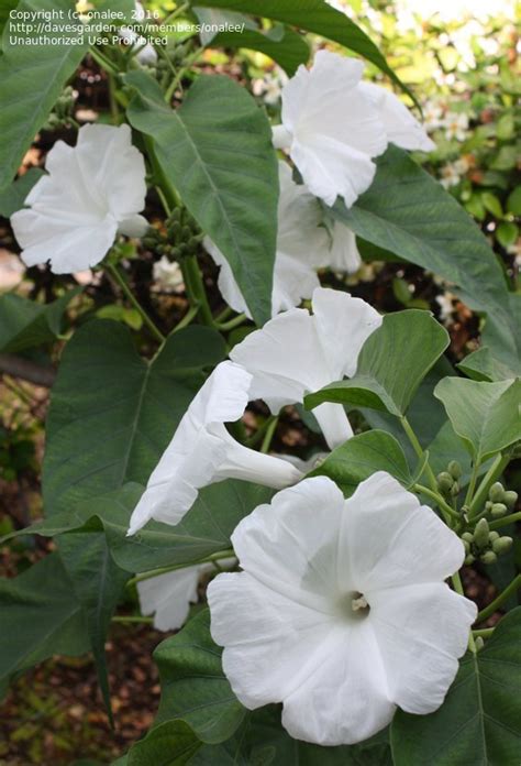 Plantfiles Pictures Ipomoea White Morning Glory Bush Alba Ipomoea
