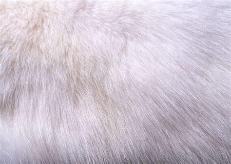 32 White Fur Wallpaper Wallpapersafari