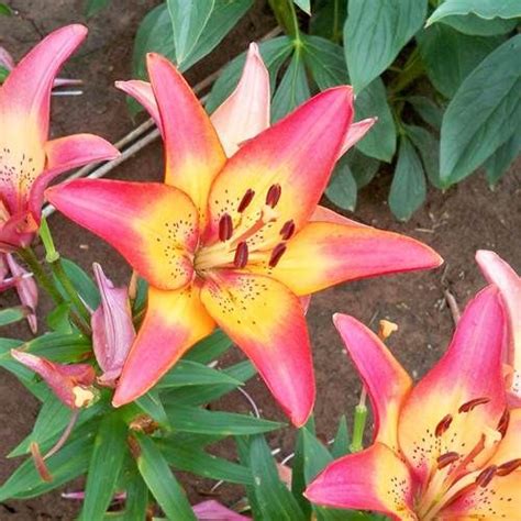 Royal Sunset Asiatic Lily