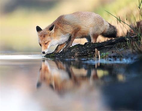 32 Photos Amusantes Danimaux Sauvages Par Un Photographe Autrichien