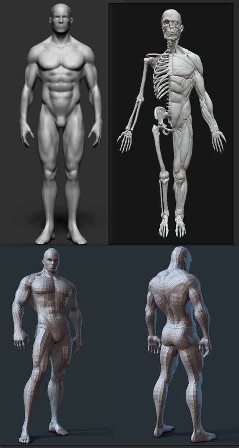 Male Body Referência Anatomia Desenhos Anatomia