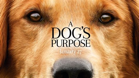 Everything You Need To Know About A Dogs Purpose Movie 2017