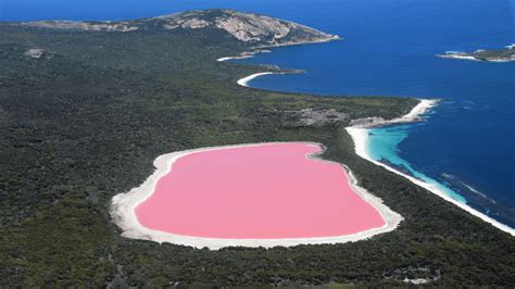 How This Pink Lake In Australia Gets Its Bubblegum Color Iflscience
