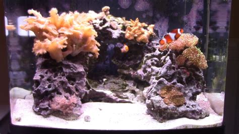 Saltwater Rookie Biocube 29g 2 Years Later Youtube