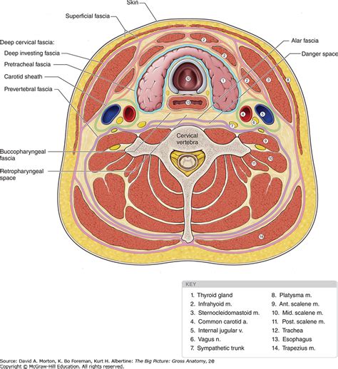 Neck Anatomy Esophagus Anatomy Structure