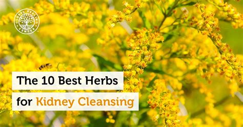 The 10 Best Herbs For Kidney Cleansing