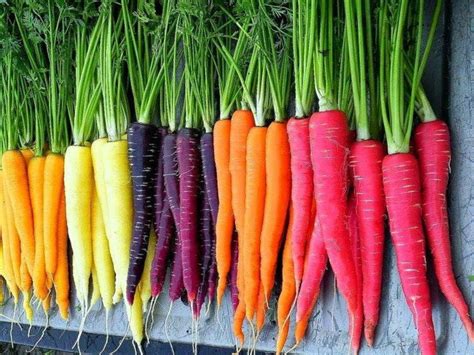 What Colors Are Carrots A Guide To The Different Shades And Varieties