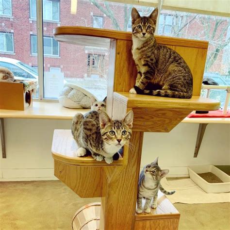 Advertise your cats for free! Pets for Adoption at Harmony House for Cats, in Chicago ...