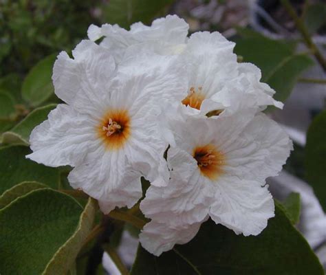 Locally known as mexican olive or anacahuita, cordia boissieri is an ornamental shrub or tree to 30 ft, with large, soft, dark leaves and large, showy. Research & Extension Center Virtual Herbarium - Mexican ...
