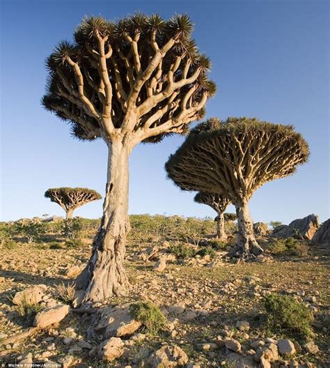 Socotra In Yemen Stunning Places Places Socotra Unique Trees