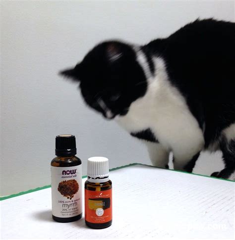It is better to reapply when needed than overdose. Are Essential Oils Toxic to Cats | Essential oils, Best ...