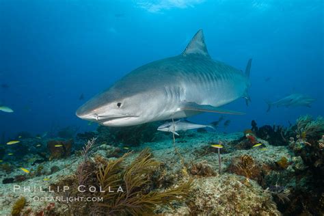 New Tiger Shark Photographs Galeocerdo Cuvier Bahamas Natural