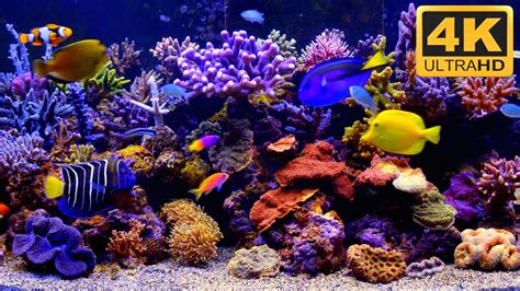 The Best 4k Aquarium Video Aquarium Live Wallpaper Aquarium