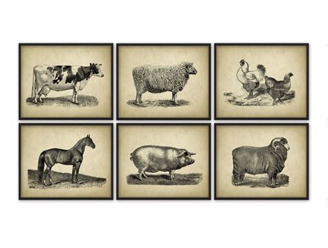 Farm Animals Wall Art Print Set Of 6 Vintage Animal Breeds