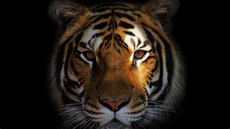 Under this boring piece of text, we present you our greatest lion wallpapers that we've gathered along our journey to beautify your desktop or mobile screen. 2048x1152 Lion Closeup 2048x1152 Resolution HD 4k ...