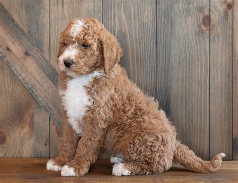 Lovely white goldendoodle puppies will be weeks on august th. Litter of F1B Mini Goldendoodle Puppies , Sold Out ...