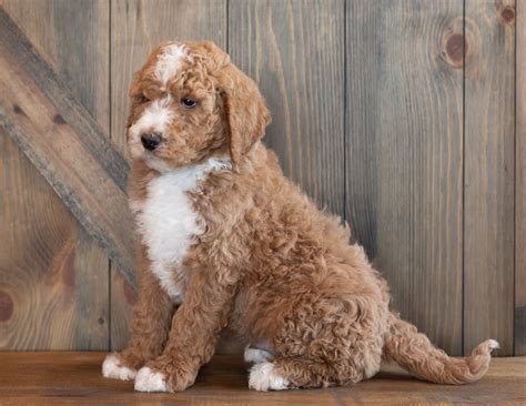 After shedding the puppy coat the color patterns can also change. Litter of F1B Mini Goldendoodle Puppies , Sold Out ...