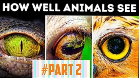Animal Vision Comparison Youtube
