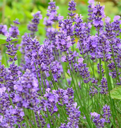 Echter Lavendel Essence Purple Lavandula Angustifolia Essence Purple