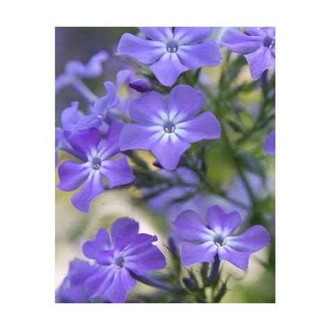 Paars Tall Phlox Bulbs In The Plant Bulbs Department At