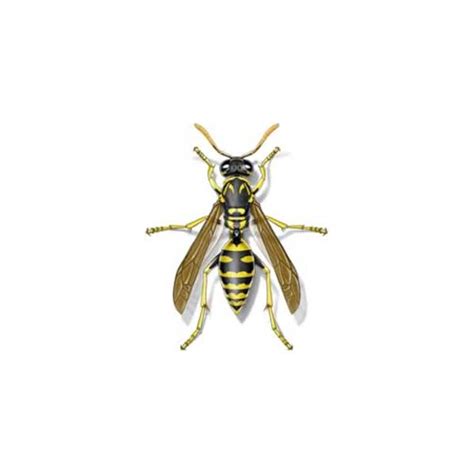 Paper Wasp Identification Habits And Behavior Johnson Pest Control