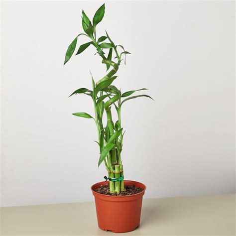 Dracaena Lucky Bamboo Indoor Plant Tropical Plant Potted Plant