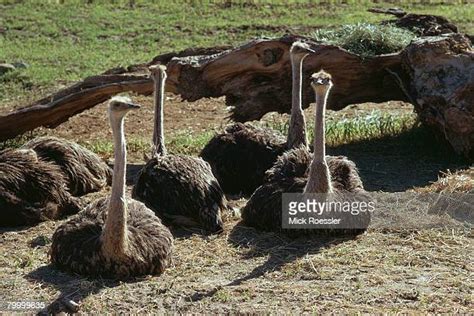 Ostrich Sitting Photos And Premium High Res Pictures Getty Images
