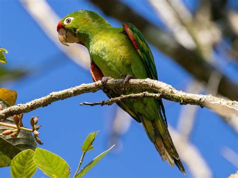 Crimson Fronted Parakeet Ebird