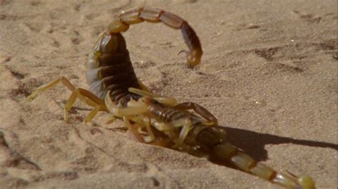 Yes, even this is a nordanner bid. Scorpion / Sahara / Chad | HD Stock Video 260-618-016 | Framepool Stock Footage
