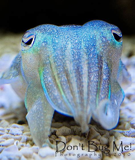 So This Week Cute And Colourful Creature Is The Cuttlefish These