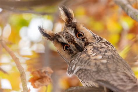 #2 Door de lens van Henry Geenen - Horst24