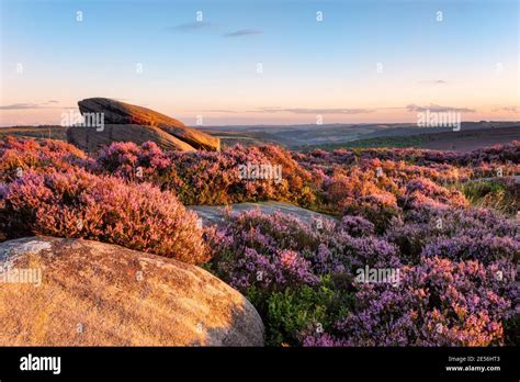 Flowering Heather And Boulders On Carl Wark At Sunset Stock Photo Alamy