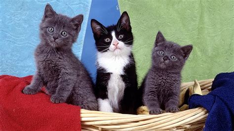 Hd Wallpaper Bicolor Cat Kittens Basket Different Cloth Domestic
