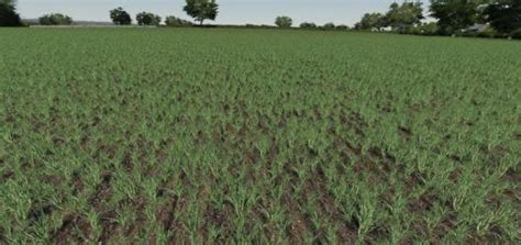 Fs19 Realistic Cereal And Canola Crop Densities V1 Farming Simulator 19 Mods