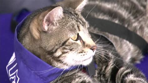 tara the hero cat to take part in rose parade