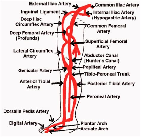 Peripheral Arteries Anatomy