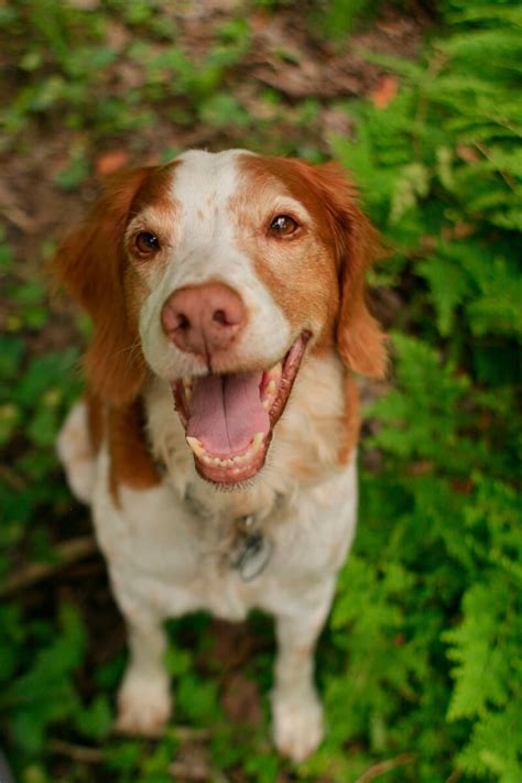 Brittany Dog Breed Information Pictures And More